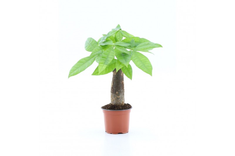 Pachira aquatica rechte stam 1 pp 