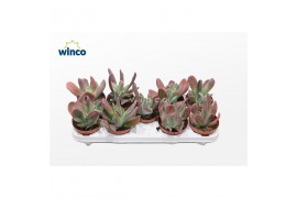 Kalanchoe Kalanchoe Oricula (red) overig pp