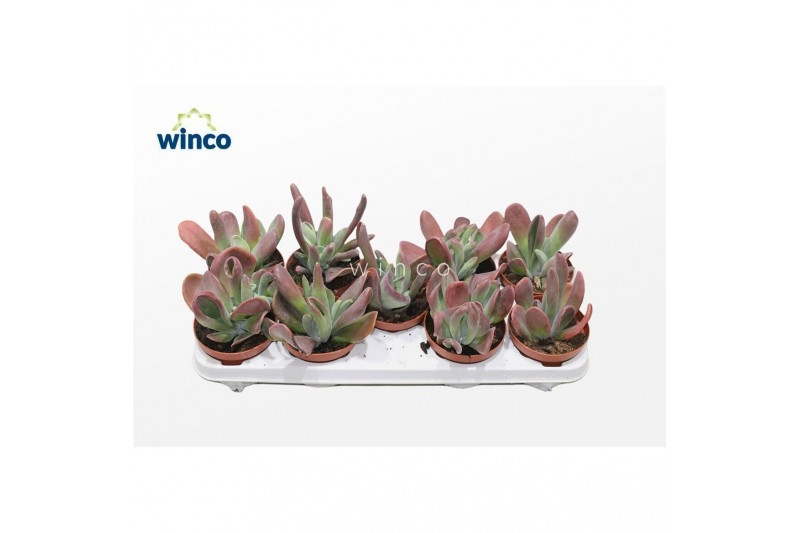 Kalanchoe Kalanchoe Oricula (red) overig pp 