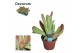 Kalanchoe Kalanchoe Oricula (red) overig pp 
