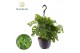 Monstera adansonii monkey leaf hangpot 