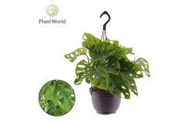 Monstera adansonii monkey leaf hangpot