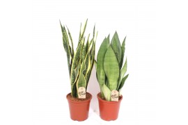 Sansevieria trifasciata
