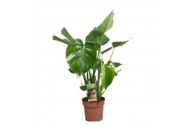 Monstera deliciosa