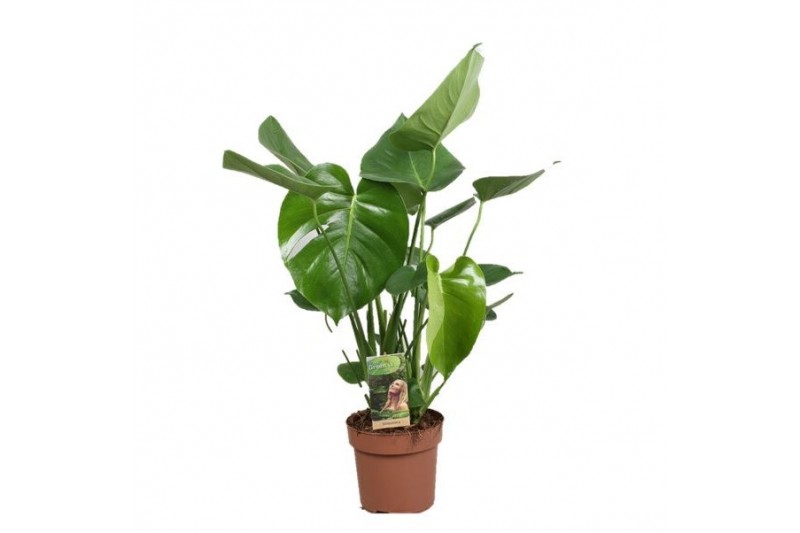 Monstera deliciosa 