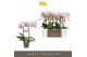 Phalaenopsis multiflora floriclone angel eyes Optimost - Angel Eyes -  