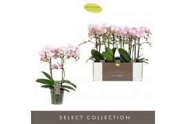Phalaenopsis multiflora floriclone angel eyes Optimost - Angel Eyes - 