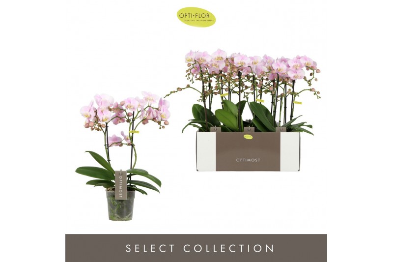 Phalaenopsis multiflora floriclone angel eyes Optimost - Angel Eyes -  