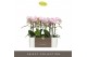 Phalaenopsis multiflora floriclone angel eyes Optimost - Angel Eyes -  