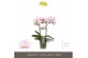 Phalaenopsis multiflora floriclone angel eyes Optimost - Angel Eyes -  