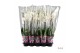 Phalaenopsis wit A2 - 2 tak - 75/80cm 