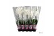 Phalaenopsis wit A2 - 1 tak - 75/80cm 