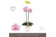 Phalaenopsis roze Optistar Madonna 2spike + Aquo Molise White 