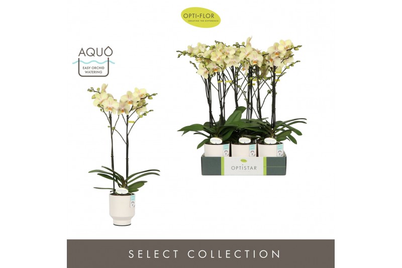Phalaenopsis geel Optistar Shakira 2 spike in Emilia White Aquo 15 bl. 