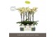Phalaenopsis geel Optistar Shakira 2 spike in Emilia White Aquo 15 bl. 