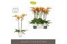 Phalaenopsis oranje Optistar Deshi 2 spike in Emilia White Aquo 15 bl.