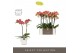 Phalaenopsis rood Optistar Spears 2 spike in Molise White Aquo 15 bl.  