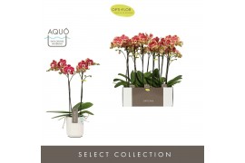 Phalaenopsis rood Optistar Spears 2 spike in Molise White Aquo 15 bl. 