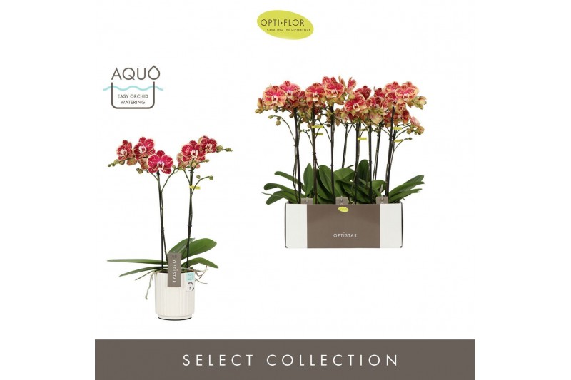 Phalaenopsis rood Optistar Spears 2 spike in Molise White Aquo 15 bl.  