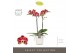 Phalaenopsis rood Optistar Spears 2 spike in Molise White Aquo 15 bl.  