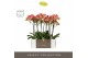 Phalaenopsis rood Optistar Spears 2 spike in Molise White Aquo 15 bl.  