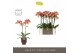 Phalaenopsis rood Optistar Spears 2 spike in Emilia Brown Aquo 15 bl.  