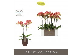 Phalaenopsis rood Optistar Spears 2 spike in Emilia Brown Aquo 15 bl. 