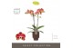 Phalaenopsis rood Optistar Spears 2 spike in Emilia Brown Aquo 15 bl.  