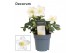 Helleborus niger christmas carol M + etiket Decorum 