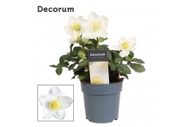 Helleborus niger christmas carol M + etiket Decorum