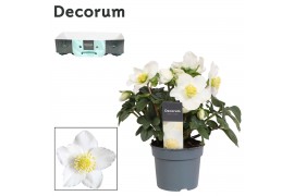 Helleborus niger christmas carol XL met kraag Decorum