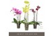 Phalaenopsis mix Optistar Mix 3 spike 50 cm 18 bl. 3 tak/plnt 