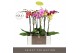 Phalaenopsis mix Optistar Mix 2 spike 60 cm in Molise White Aquo 15 bl 