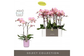 Phalaenopsis anthura padova Optistar Padova 2 spike in Molise Lilac Aq