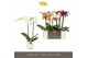 Phalaenopsis mix Optistar Hollywood Mix 2 spike 60 cm in Molise White  