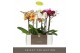 Phalaenopsis mix Optistar Hollywood Mix 2 spike 60 cm in Molise White  