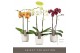 Phalaenopsis mix Optistar Hollywood Mix 2 spike 60 cm in Molise White  