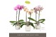 Phalaenopsis mix Optistar Hollywood Mix 2 spike 60 cm in Molise White  