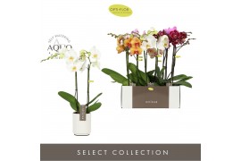 Phalaenopsis mix Optistar Hollywood Mix 2 spike 50 cm in Molise White 