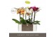 Phalaenopsis mix Optistar Hollywood Mix 2 spike 50 cm in Molise White  