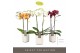 Phalaenopsis mix Optistar Hollywood Mix 2 spike 50 cm in Molise White  