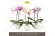 Phalaenopsis mix Optistar Hollywood Mix 2 spike 50 cm in Molise White  