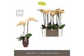 Phalaenopsis geel Optistar Parton 2 spike in Emilia Brown Aquo 15 bl. 