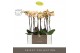 Phalaenopsis geel Optistar Parton 2 spike in Emilia Brown Aquo 15 bl.  
