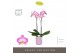 Phalaenopsis paars Optistar Carey 2 spike in Molise Lilac Aquo 15 bl.  