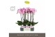 Phalaenopsis paars Optistar Carey 2 spike in Molise Lilac Aquo 15 bl.  