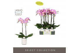 Phalaenopsis paars Optistar Carey 2 spike in Molise White Aquo 15 bl. 