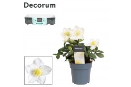 Helleborus niger christmas carol M met kraag Decorum