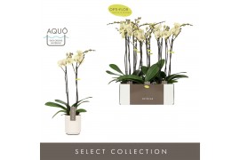 Phalaenopsis geel Optistar - Turner - 2 tak - Molise White Aquo