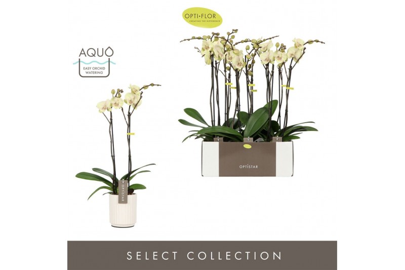 Phalaenopsis geel Optistar - Turner - 2 tak - Molise White Aquo 